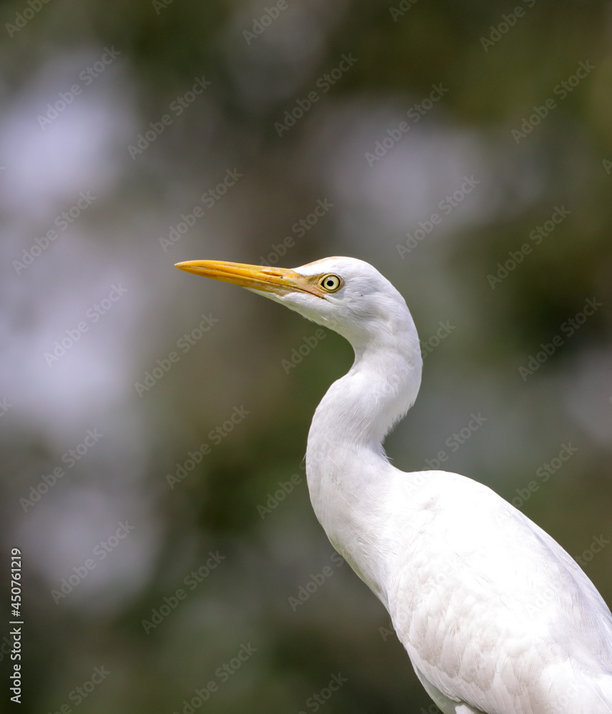 portrait of cattle egret.cattle egret is a cosmopolitan species of heron found in the tropics, subtropics, and warm-temperate zones. portrait of cattle egret.cattle egret is a cosmopolitan species of heron found in the tropics, subtropics, and warm-temperate zones.