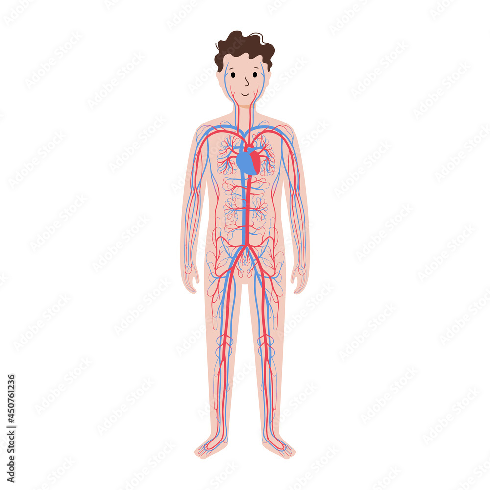 Human circulatory system