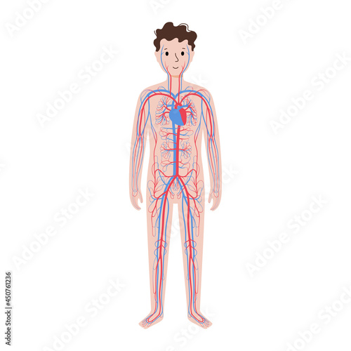 Human circulatory system