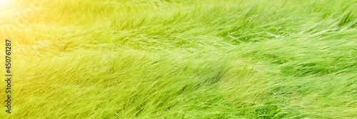 Green agricultural wheat field close up. Top down view over green wheat field. Spikelets of ripe wheat sway in the wind. Long banner with copy space and overexposed effect