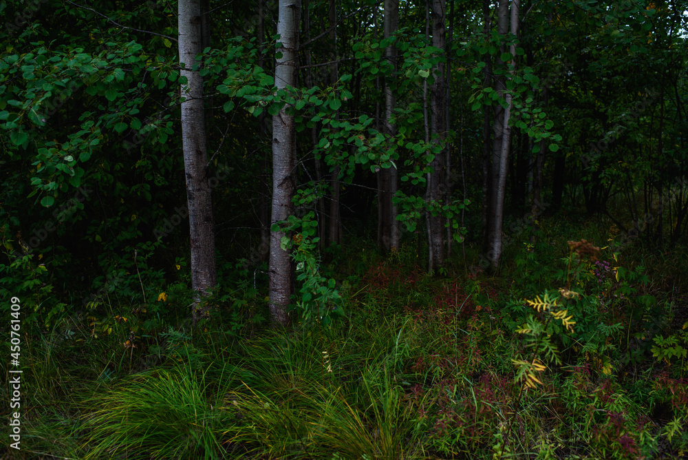 Fototapeta premium Forest landscapes before dusk.