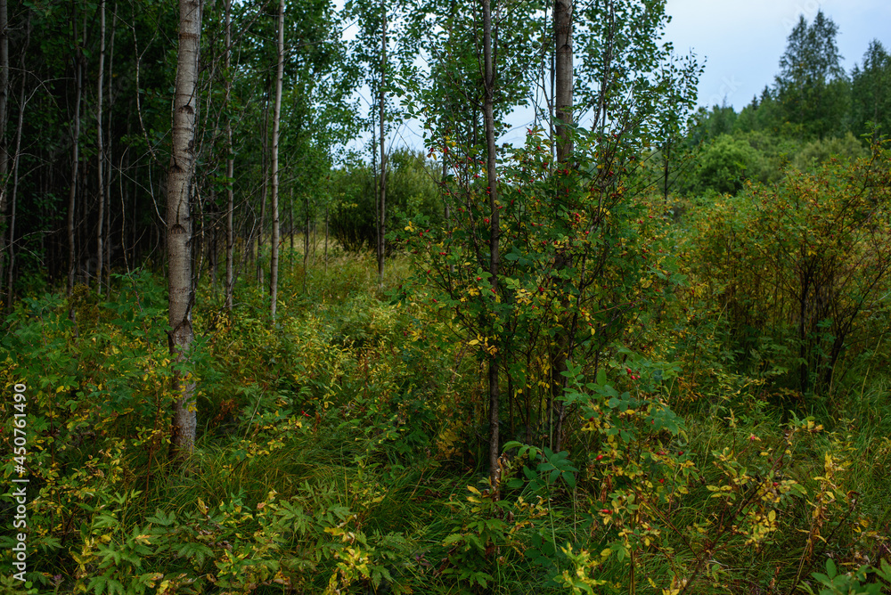 Fototapeta premium Forest landscapes before dusk.