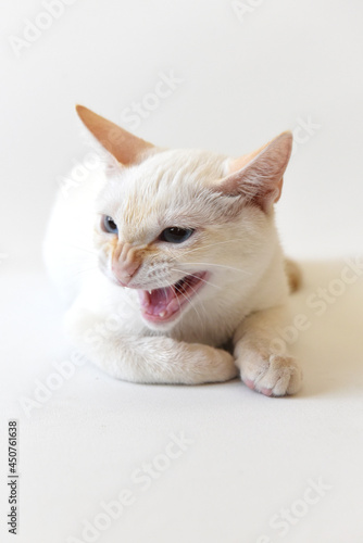 Gato blanco photo