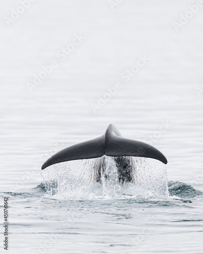Orca Whale Tail