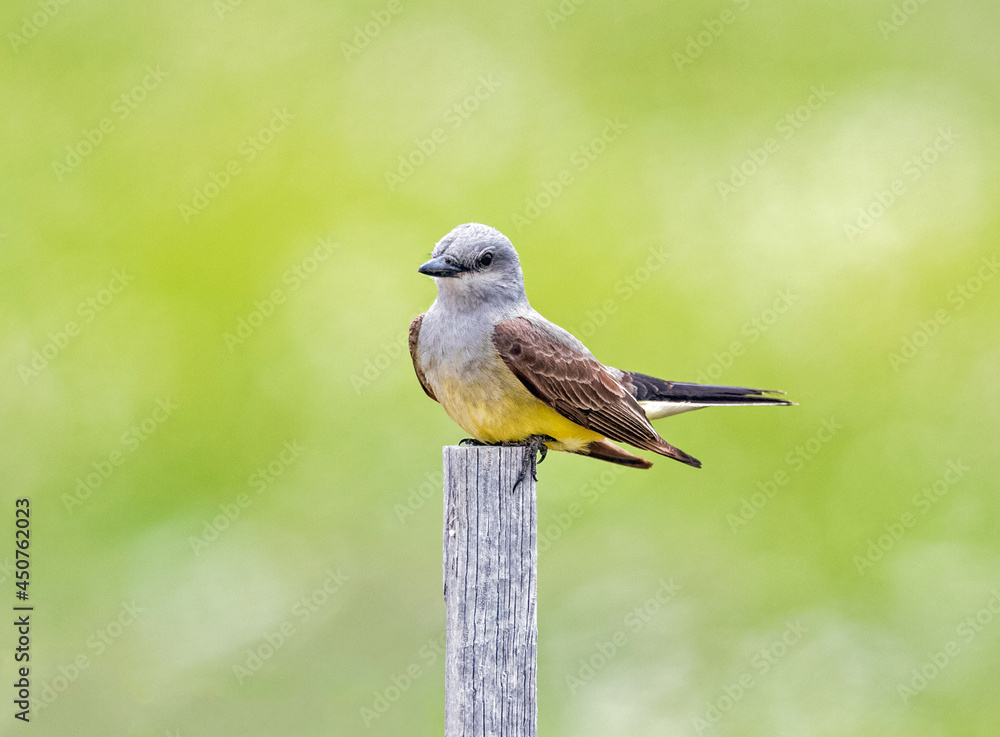Closeup of a Western Kingbird perched atop a thin wooden post with a soft, green field background behind it. Closeup of a Western Kingbird perched atop a thin wooden post with a soft, green field background behind it.