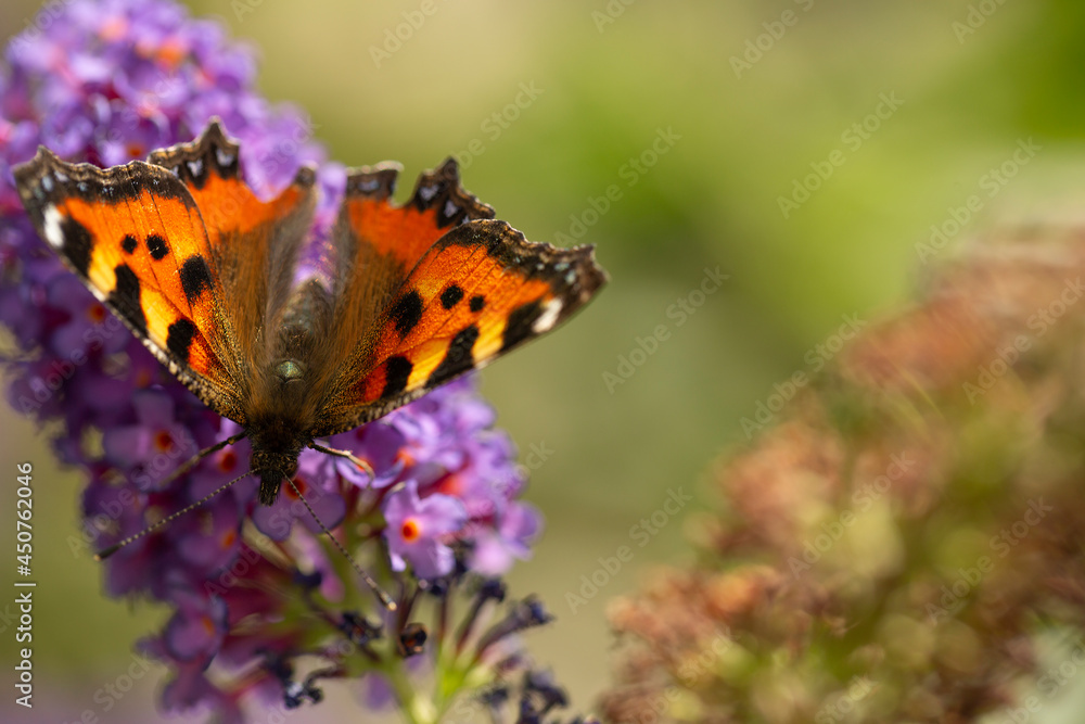 Painted Lady butterfly on a plant searching for food Painted Lady butterfly on a plant searching for food