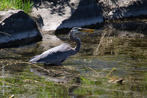 great blue heron