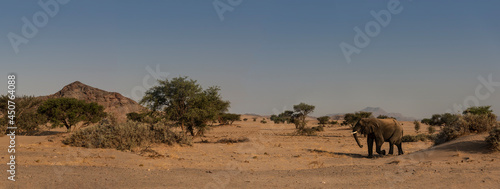 Namibian Desert Landscape and Desert-Adapted Elephant