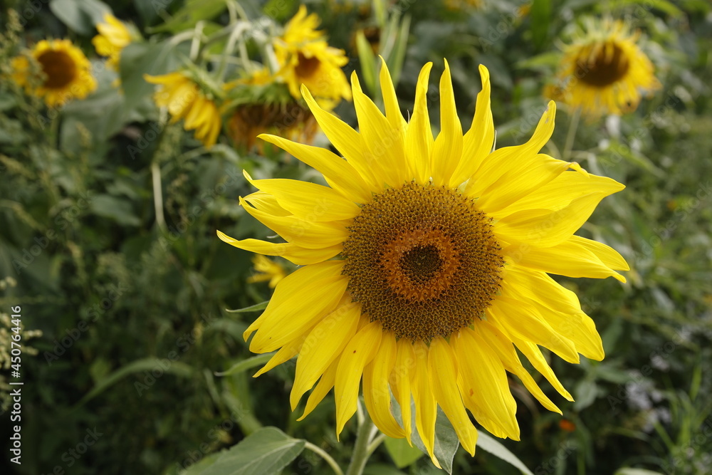 Sunflowers / Sonnenblumen Sunflowers / Sonnenblumen