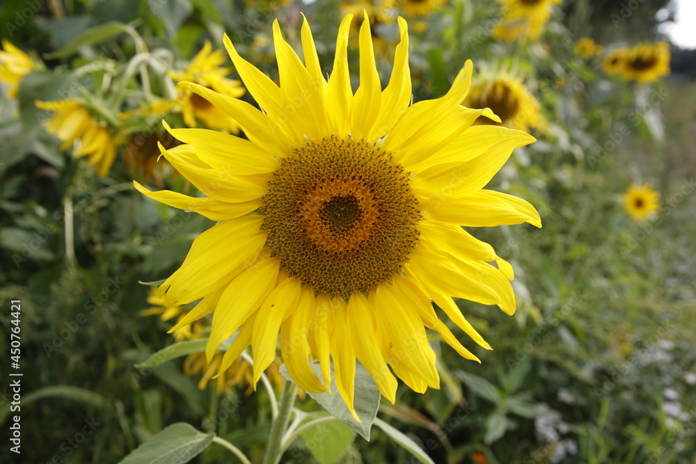 Sunflowers / Sonnenblumen Sunflowers / Sonnenblumen