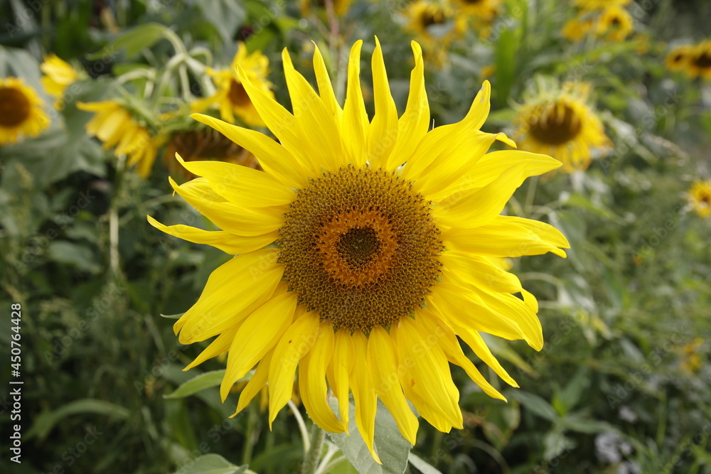 Sunflowers / Sonnenblumen