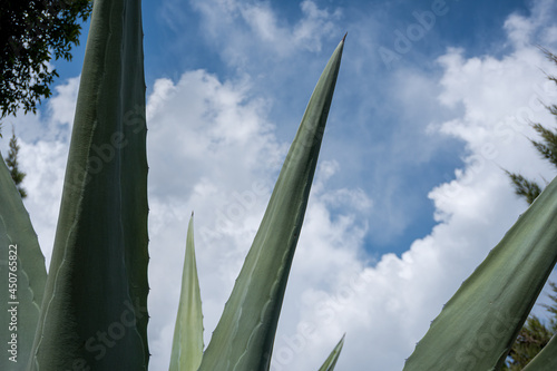 Closeup shot of green maguey under a blue sky photo