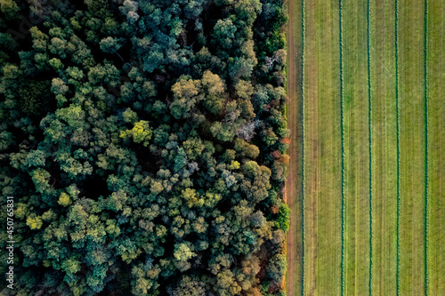 Фотография Top down aerial view of forest with farmland next to it and a clear divide between the tree tops and cultivated crop meadow