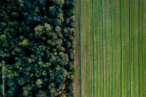 Graphic top down aerial view of forest and farmland next to each other with a clear divide between the tree tops and cultivated crop meadow. Dutch agriculture landscape seen from above.