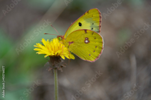 butterfly on flower © Laurence