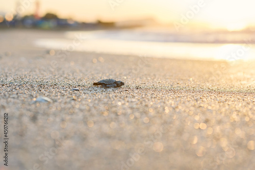 Wallpaper Mural Hatched sea turtle crawl on sand to the sea at sunrise. Forward to a new life. Torontodigital.ca