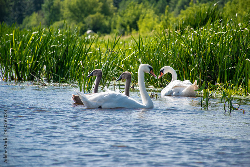 Fototapeta Naklejka Na Ścianę i Meble -  swan family on the narew river, podlaskie