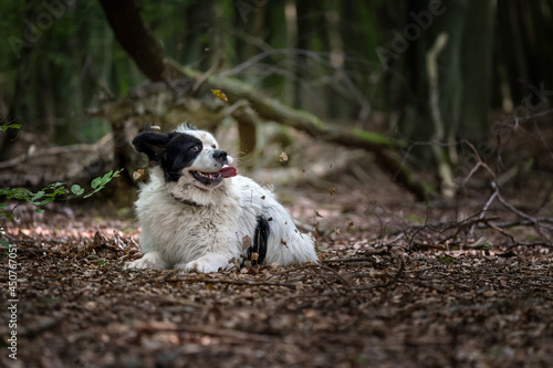 Landseer bawiący się w liściach photo