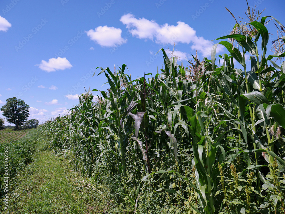 field of corn on a farm field, tall and maturing field of corn on a farm field, tall and maturing