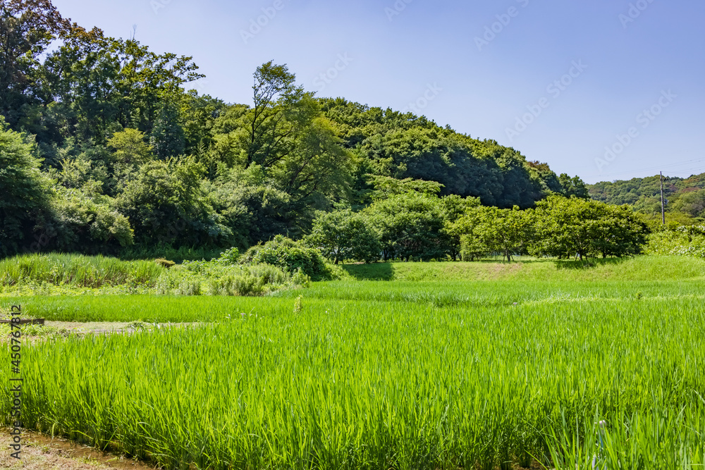 東京郊外にある新緑の水田