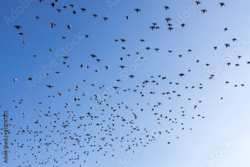 A flock of starlings in the sky
