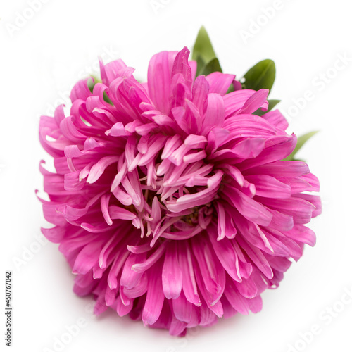 Pink aster flower isolated on white background. Place for text. Copy space