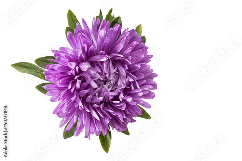 Blue purple aster flower isolated on white background. Place for text. Copy space