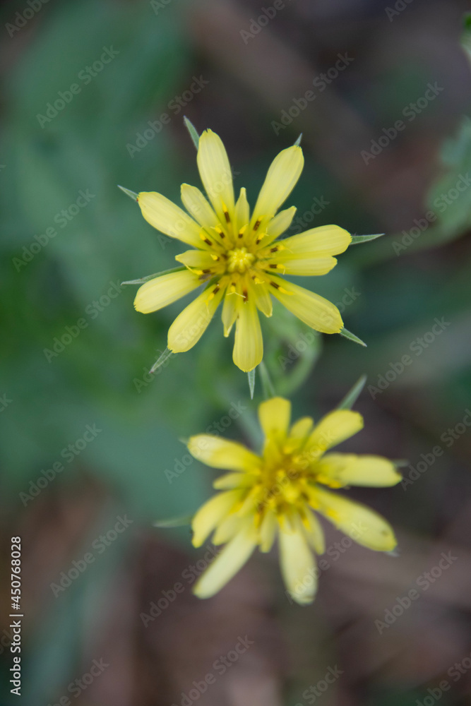Obraz premium bee on flower