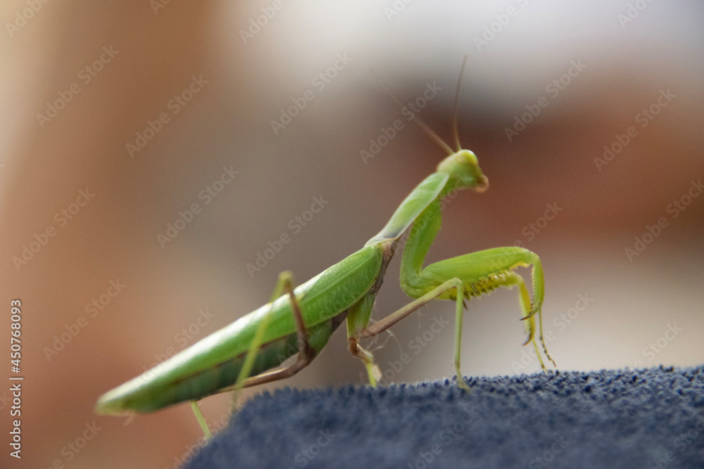 green praying mantis green praying mantis