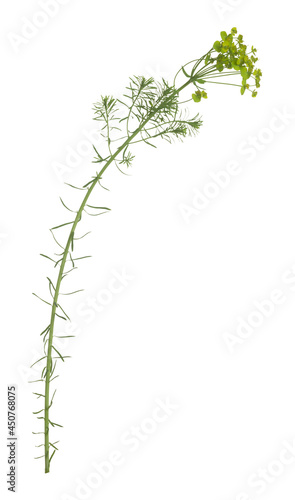 Cypress spurge, euphorbia cyparissias isolated on white background, this plant can be invasive