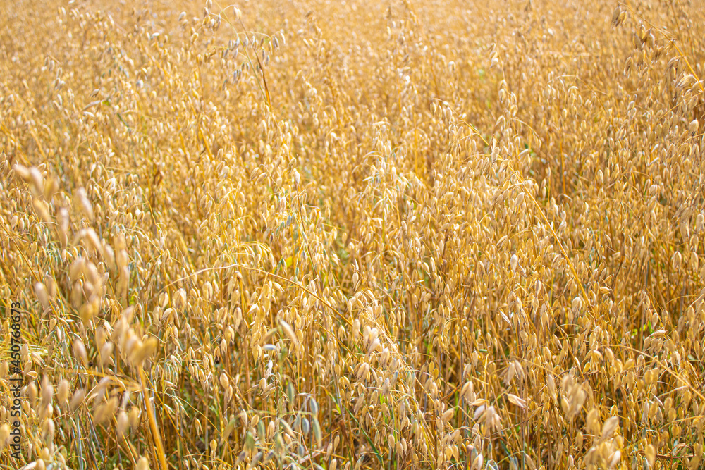 Summer background of the gold field of ripe oat ears. Countryside. Summertime. Harvesting Summer background of the gold field of ripe oat ears. Countryside. Summertime. Harvesting