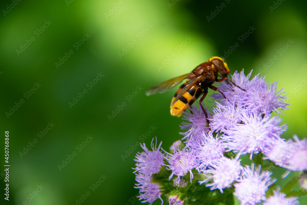 bee on a flower