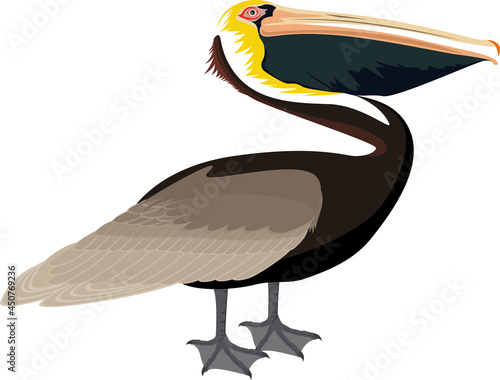 vector Atlantic brown pelican illustration photo