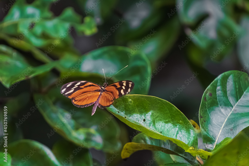 Mariposa silvestre, playa Esterillos, Quepos, Costa Rica Mariposa silvestre, playa Esterillos, Quepos, Costa Rica