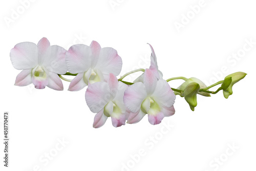  Orchid flower in winter or spring day tropical garden isolated on white background.