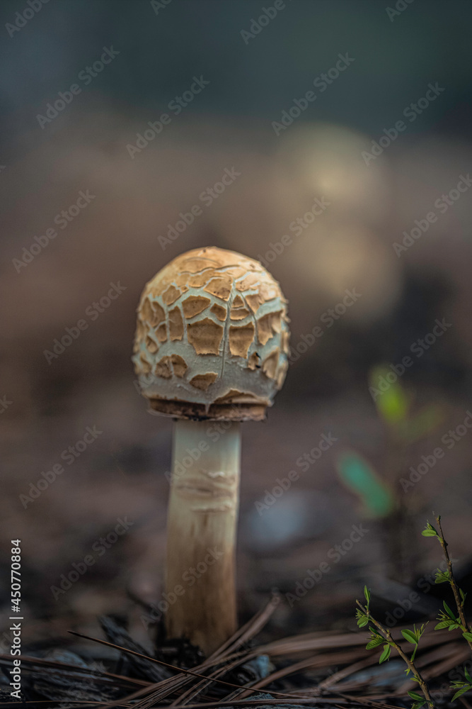 Macro Mushroom Macro Mushroom
