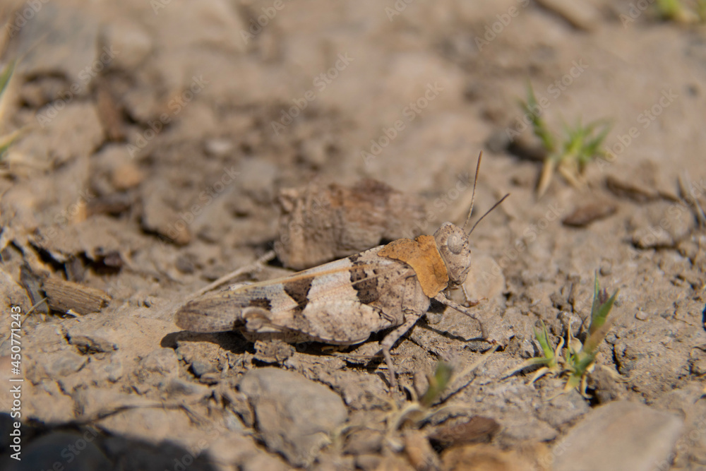 ants on the ground ants on the ground