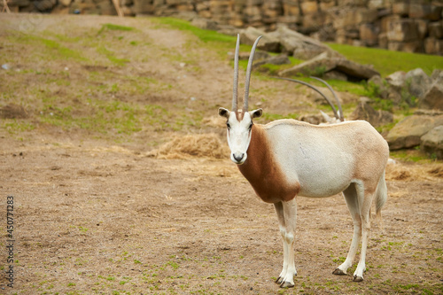 The addax  Addax nasomaculatus   also known as the white antelope and the screwhorn antelope  is an antelope native to the Sahara Desert. The only member of the genus Addax 