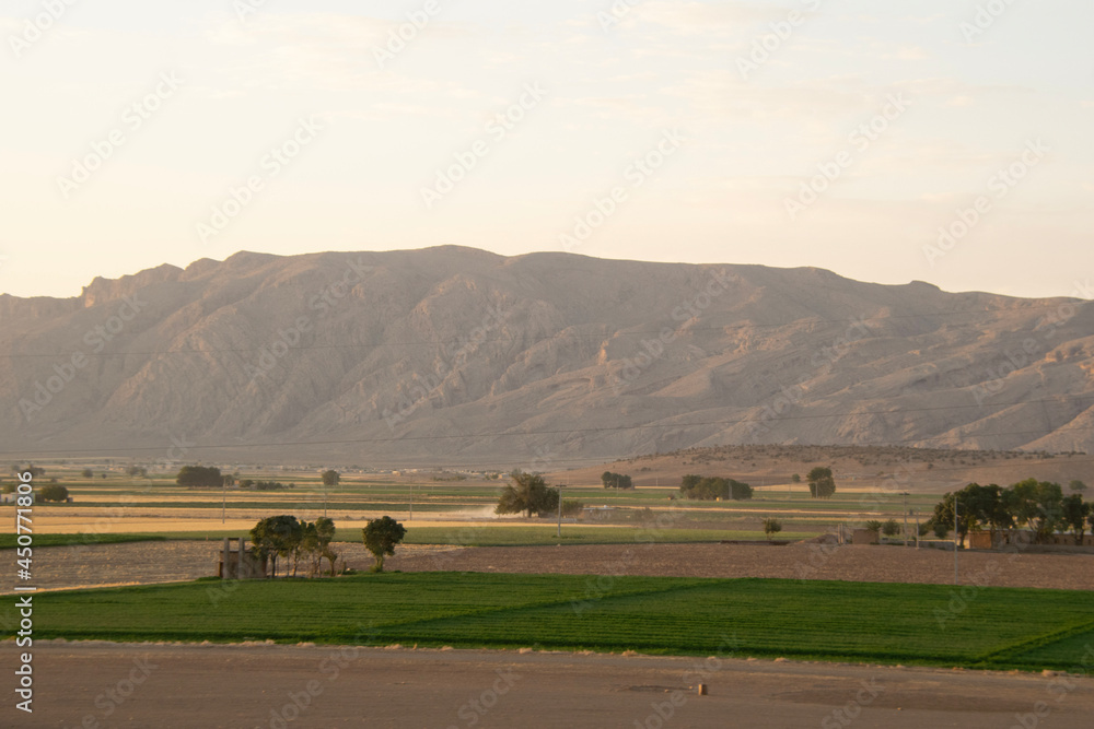 Obraz premium cows in the field