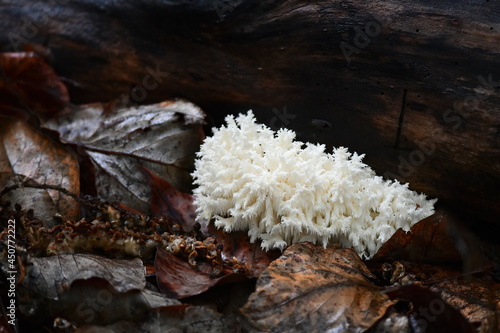 Coral tooth fungus, Hericium coralloides, is an edible and highly prized mushroom which grows on dead hardwood trees.