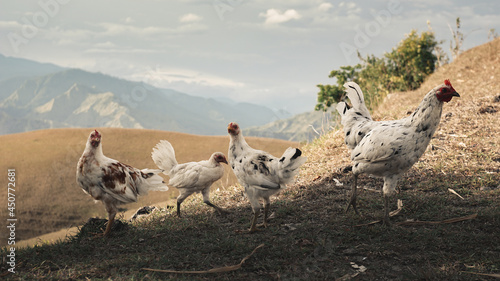 A group of white chickens walking on the slopes of a mountain, photo taken close up