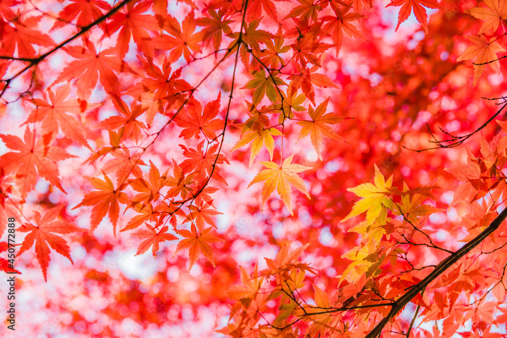 美しいイロハモミジと庭園
