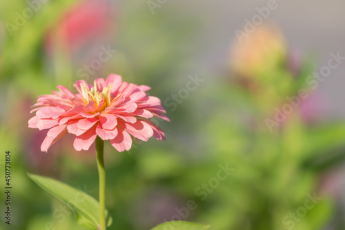 Pink Gerbera