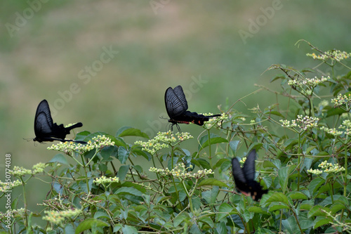 ヤブガラシの蜜を吸いながら、花の周りを飛び回っているジャコウアゲハ photo