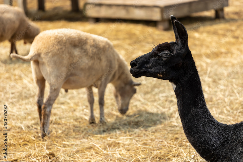 Fototapeta premium portrait of a baby goats face behind bars of a local farm with hay in the background. the adorable domesticated animal appears healthy and happy 