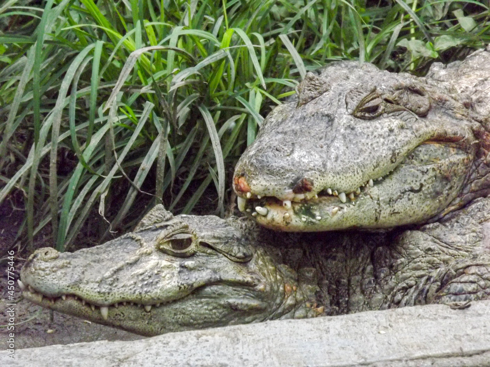 alligator in the zoo alligator in the zoo