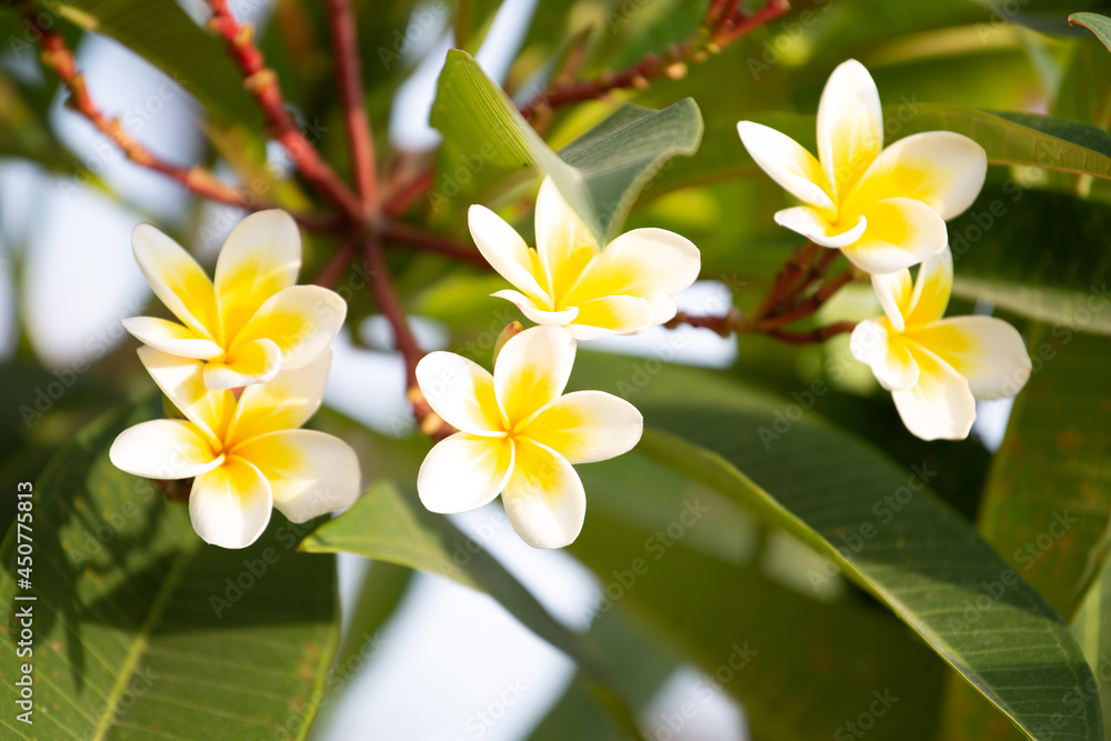 Purity of white Plumeria with morning light Purity of white Plumeria with morning light