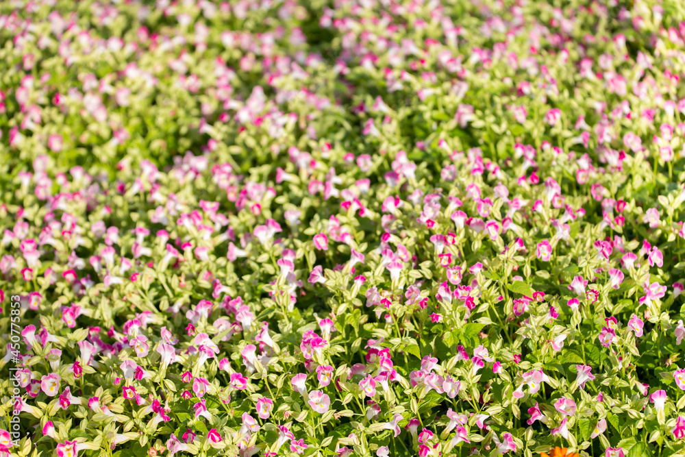 Naklejka premium Pink flowers for background