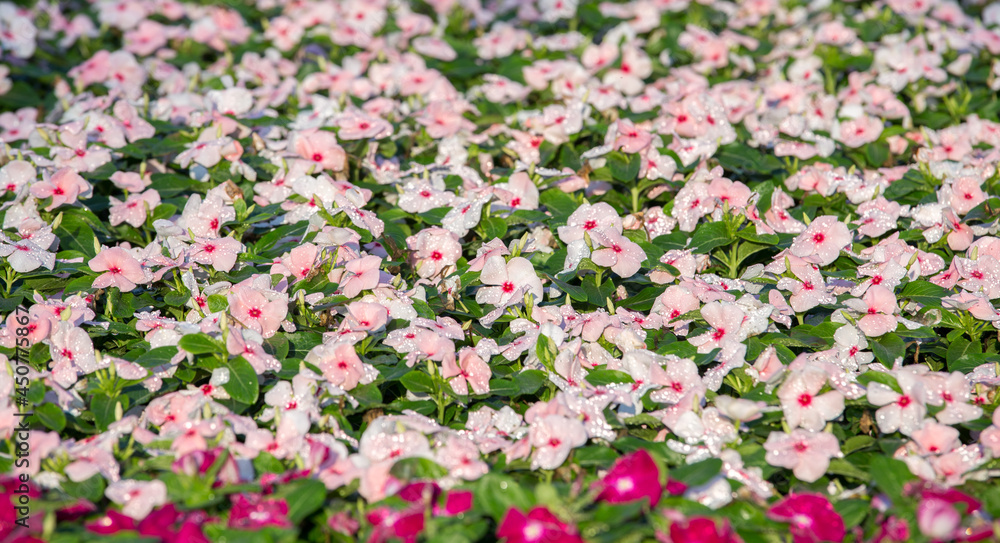 Pink flowers for background Pink flowers for background