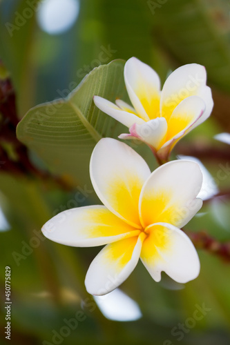 Purity of white Plumeria.